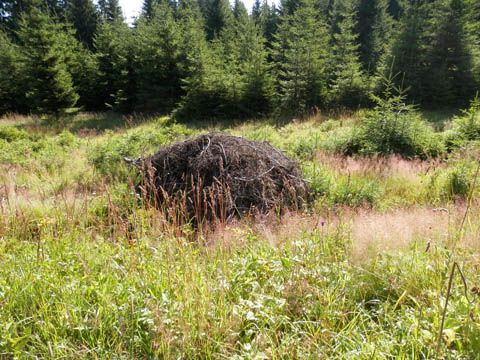 Foto 64